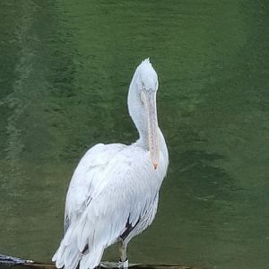 Dalmatian pelican