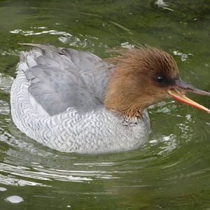 Scaly sided merganser