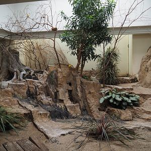 Mixed African indoor aviary, 2020-09-20