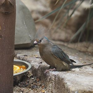 Blue-naped mousebird (Urocolius macrourus), 2020-09-20