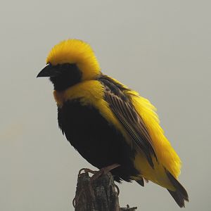 Yellow-crowned bishop (Euplectes afer), 2020-09-20