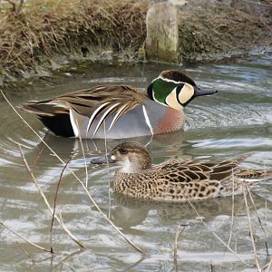 Baikal teal