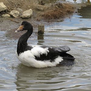 Magpie goose