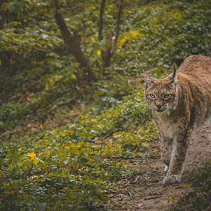 European Lynx