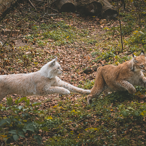 Lynx playing
