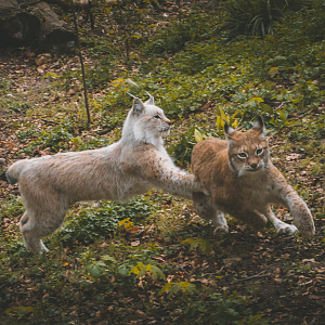 Lynx playing