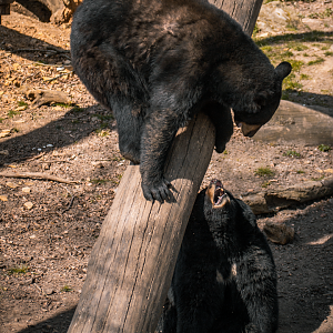 Black Bear playing