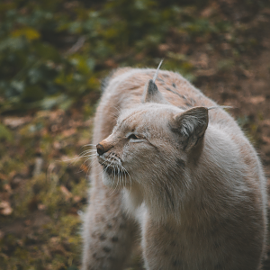 Lynx growling