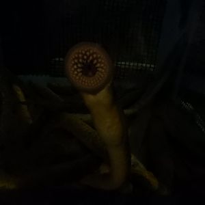 Sea Lamprey (Petromyzon marinus)