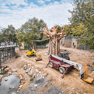 Construction of new lion enclousure