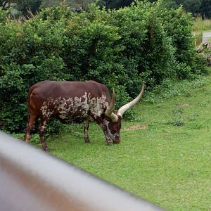 Watusi Cow at Disney's Animal Kingdom