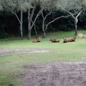 Sable Antelope at Disney's Animal Kingdom