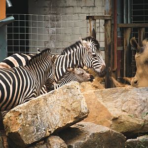 Zebras and rhino
