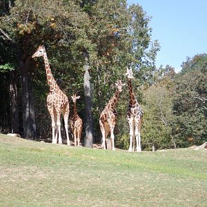 Giraffe Herd (Three Reticulated and one Northern) at the North Carolina Zoo
