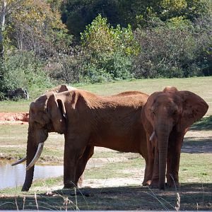 African Elephants at the North Carolina Zoo