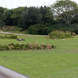 Wildebeest and Springbok at Disney's Animal Kingdom