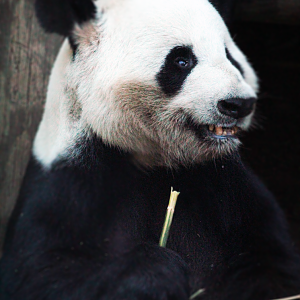 Apr. 2021 - Asian Forest - Giant Panda (Yang Yang)