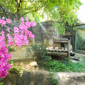 Apr. 2021 - Asian Forest - Giant Panda Right Exhibit