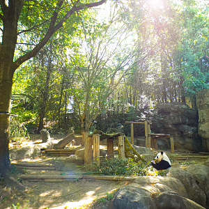 Apr. 2021 - Asian Forest - Giant Panda Left Exhibit