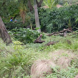 Lappet-faced Vulture at Disney's Animal Kingdom