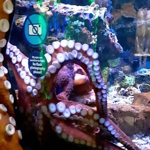 Giant Pacific Octopus at the Greensboro Science Center