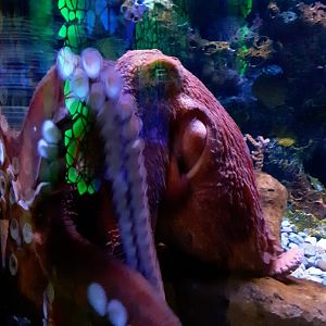Giant Pacific Octopus at the Greensboro Science Center