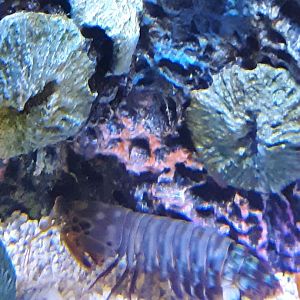 Peacock Mantis Shrimp at the Greensboro Science Center