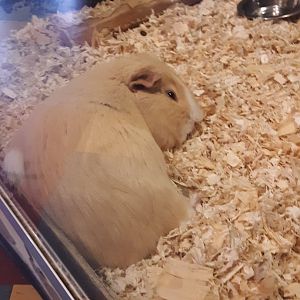 Guinea Pig at the Greensboro Science Center