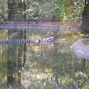 American Alligators at the North Carolina Zoo