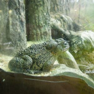 Gopher Frog at the North Carolina Zoo