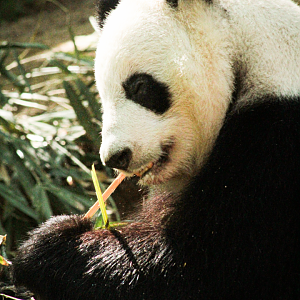 Apr. 2021 - Asian Forest - Giant Panda (Lun Lun)