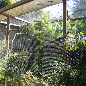 Apr. 2021 - Asian Forest - Complex Carnivores - Fossa Exhibit