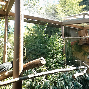 Apr. 2021 - Asian Forest - Rhinoceros Hornbill Exhibit