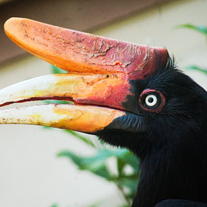 Apr. 2021 - Asian Forest - Rhinoceros Hornbill