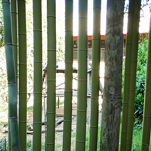 Apr. 2021 - Asian Forest - Sun Bear Exhibit (Bamboo Viewing)