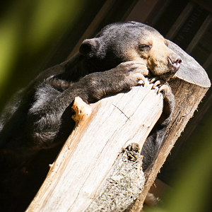 Apr. 2021 - Asian Forest - Sun Bear