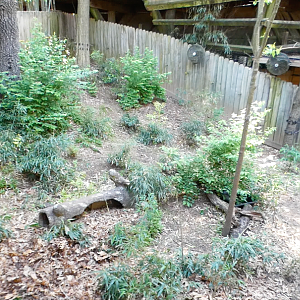 Apr. 2021 - Asian Forest - Impressed Tortoise Exhibit