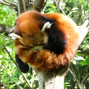 Apr. 2021 - Asian Forest - Red Panda