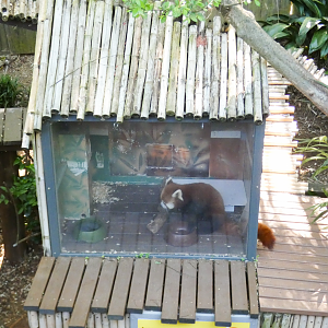 Apr. 2021 - Asian Forest - Red Panda Hut