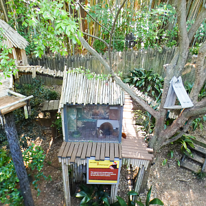 Apr. 2021 - Asian Forest - Red Panda Exhibit