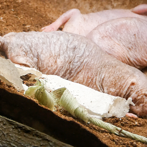 Apr. 2021 - Asian Forest - Naked Mole Rat