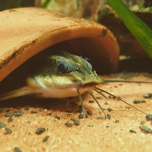 Striped Raphael catfish (Platydoras armatulus)