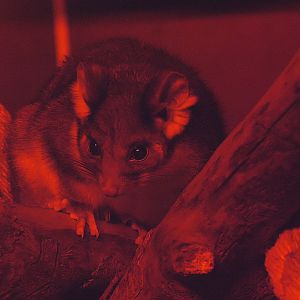 Eastern ring-tailed possum