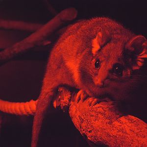 Eastern ring-tailed possum