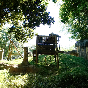 Apr. 2021 - Asian Forest - Orangutan Right Exhibit (1 of 3)