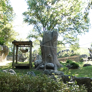 Apr. 2021 - Asian Forest - Orangutan Left Exhibit (1 of 3)