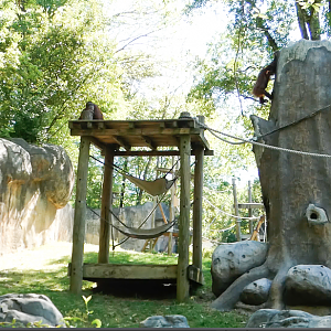 Apr. 2021 - Asian Forest - Orangutan Left Exhibit (1 of 3)