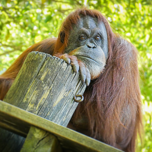 Apr. 2021 - Asian Forest - Sumatran Orangutan (Madu)