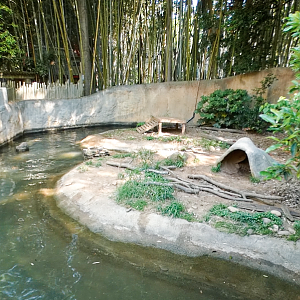 Apr. 2021 - Asian Forest - Giant Otter Exhibit