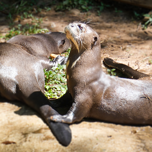 Apr. 2021 - Asian Forest - Giant Otter
